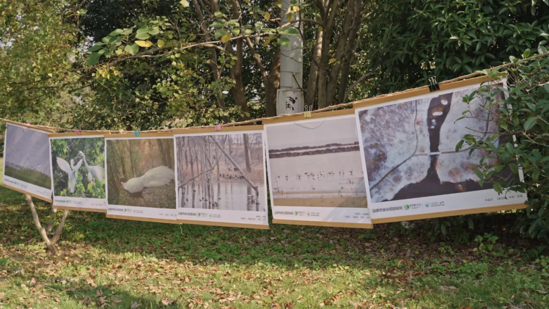 聆聽自然之音，守護濕地之美丨首屆合肥西擴公園城市觀鳥賽圓滿舉行